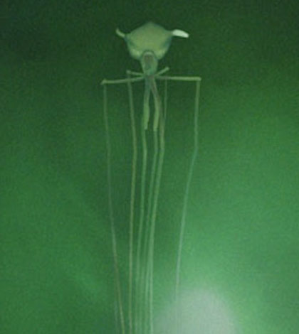 bigfin squid with night vision filter