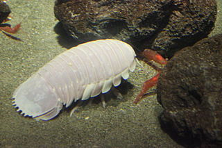 giant isopod on sea floor