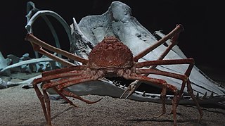 large spider crab in front of whale skull