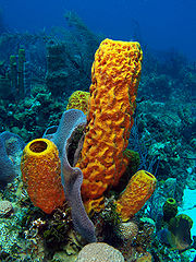 yellow tube sea sponges
