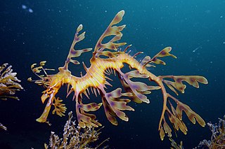 leafy sea dragon