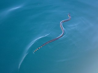 sea snake swimming on water surface