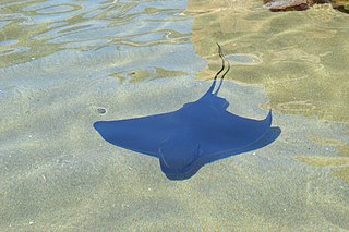 bat ray in shallow water