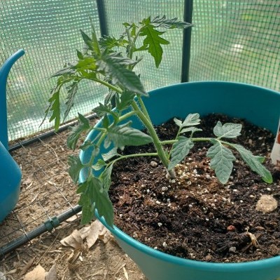 a photo of a beefsteak tomato plant in a teal pot