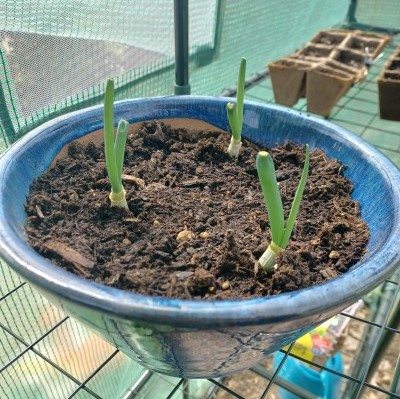 a photo of 3 young green onions in a dark blue pot