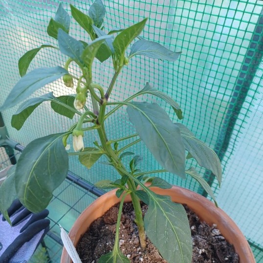 a photo of a jalapeno chili pepper plant with two flower buds on it in a terracotta pot