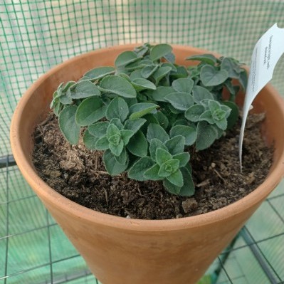 a photo of a hot and spicy oregano plant in a terracotta pot