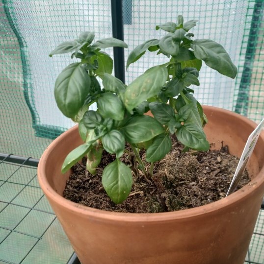 a photo of a sweet basil plant in a terracotta pot