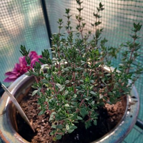 a photo of a french thyme plant in a dark blue pot